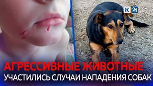 Бездомные собаки нападают на детей в разных районах Краснодара