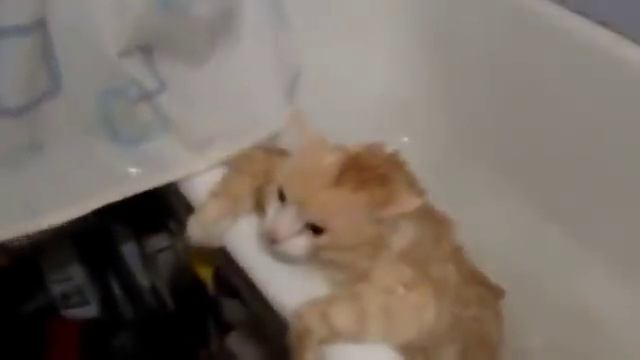 Толстый кот пытается вылезти из ванны смешно:) смотреть онлайн