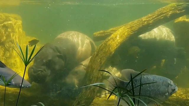 Бегемот под водой Кхао Кхео