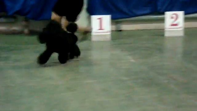 Реклама от Госпожи Паниной смотреть онлайн