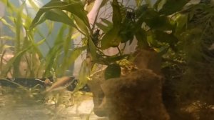 Новые рыбки - королевские тетры пальмери/Royal Palmeri tetras are my new fish