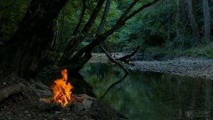 Как часто поливать цветы комнатные?