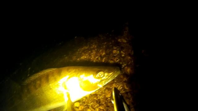 подводная охота на амура смотреть онлайн