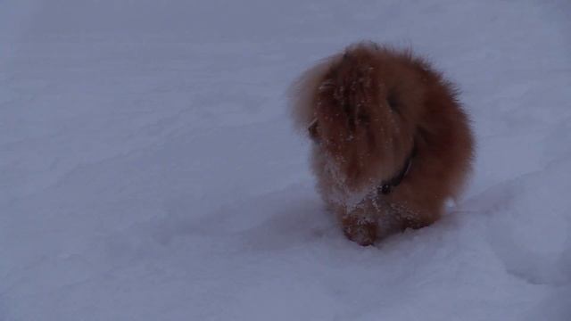 Немецкий Вольфшпиц и Малый Немецкий Шпиц в снегу / German Wolfspitz & Small German Spitz