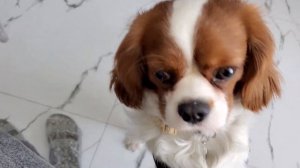 кавалер кинг чарльз спаниель . Один . Собака играет с котёнком. Cavalier King Charles Spaniel