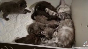 Дети, это жизни цветы!