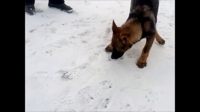 Питомник "Климсвевик", щенки немецкой овчарки 4 мес. Брут, Брит и Антошка