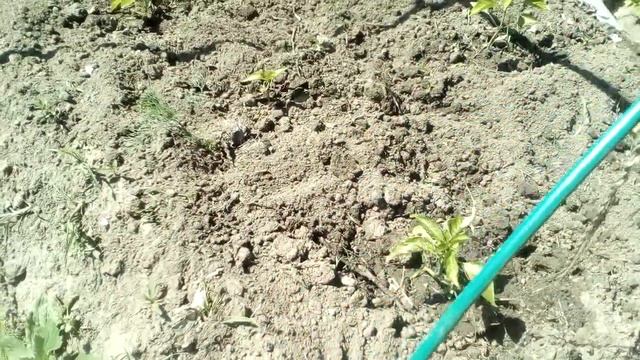 Перцы сорт Калифорнийское чудо. 04.06 смотреть онлайн