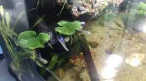 Полюдариум из 400-от литров берег озера на подоконнике.часть вторая ,10 дней после запуска.