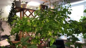 ОБЗОР МОИХ КОМНАТНЫХ РАСТЕНИЙ В ЯНВАРЕ 4К