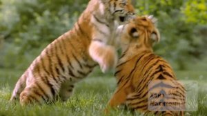 Амурский тигр — талисман международного самбо