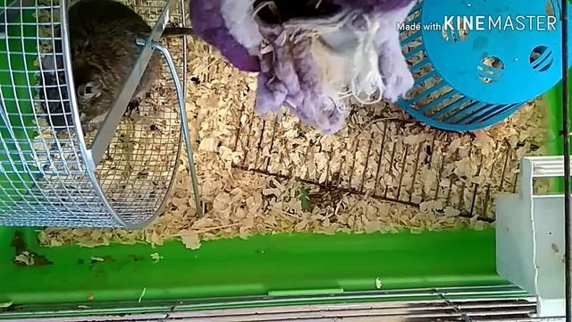 Жизнь Моего Васька❤️(?️ Белка Дегу) смотреть онлайн