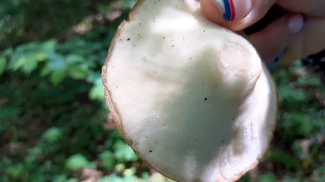 Весенние грибы прогулка по лесу гриб трутовик_1080p.mp4