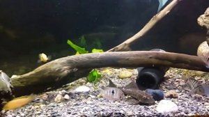 Астронотусы  200литров аквариум.