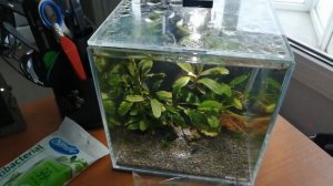 Буцефаландра зацвела | Аквариум 5 литров на работе.