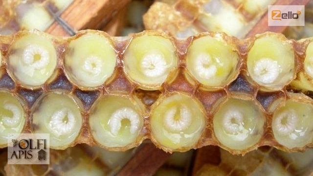 Рынок маточного молочка. #маточное_молочко. Малыхин В. Е.