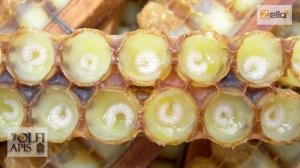 Рынок маточного молочка. #маточное_молочко. Малыхин В. Е.