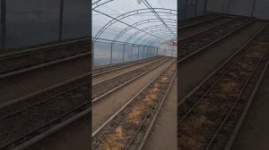 Оптимальная высота арочных теплиц и правильная вентиляция для проветривания.