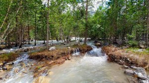 Powerful river flow rustles in the mountain forest