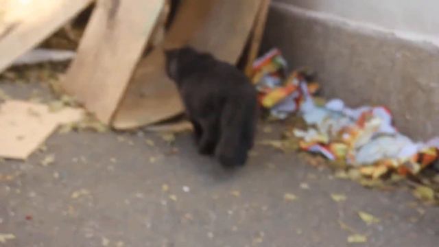 пушистый большой кот 1 смотреть онлайн