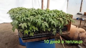 Самый лучший способ высадки рассады томатов в теплицу #рассада #томаты #теплица