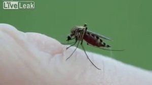 Close-Up View of Mosquito Bite