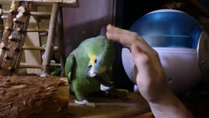 Венесуэльский амазон Куша (orange winged amazon Kusha)