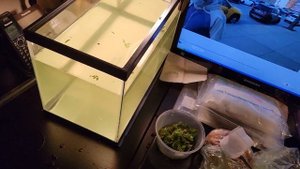 Размножение сомиков Коридорас Крапчатый сомик часть 2 малявочник. Уход кормление уборка аквариума