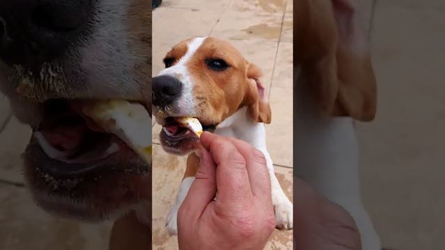 When ice cream is life Rocket the beagle enjoying a tasty ice cream