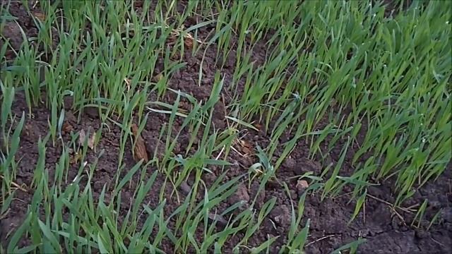 Сеем овес,чтобы не перекапывать почву смотреть онлайн