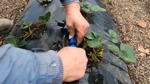 14_21Как отремонтировать капельную ленту
