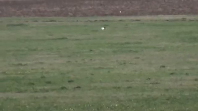 854 Английский Пойнтер Дон смотреть онлайн