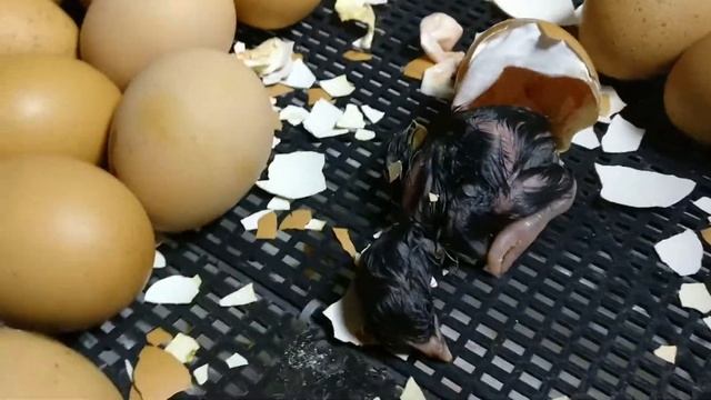 вылупление цыпленка  от яйца до птенца