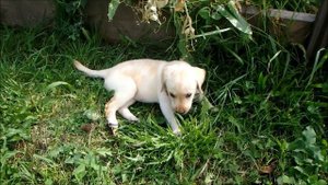 ВсЁ, домой не поедем! / лабрадор 2 месяца/ щенок лабрадора/ Labrador Jesse