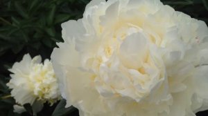 Peony Ivory Victory - www.peonyshop.com