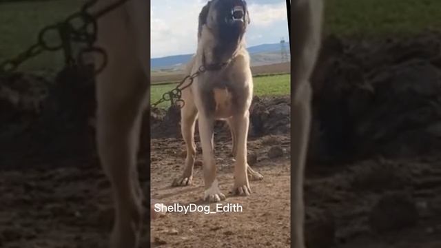 Эдит(Турецкий Кангал) смотреть онлайн