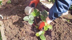 КЛУБНИКА - обрезка и посадка ОСЕНЬЮ.