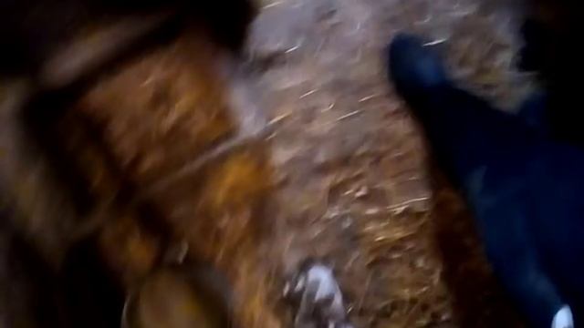 Что делать куры клюют яйца Простой способ смотреть онлайн