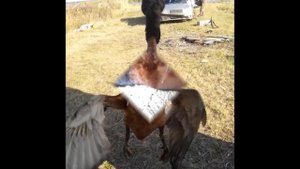 Охота. Челябинская область.