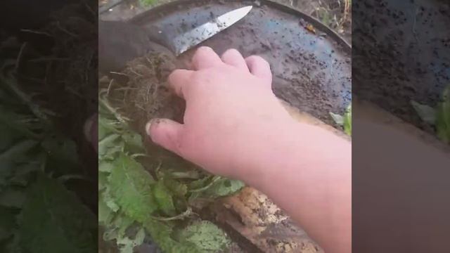 Мульчирование клубники осенью.Размножение примулы.Сибирь 7 октября 2020. смотреть онлайн