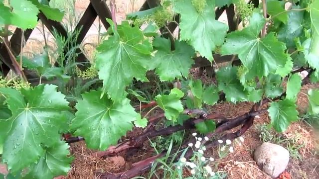 ??Результат опыления винограда. На сколько хорошо отцвёл виноград.