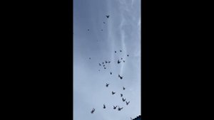 Торцовые Голуби БК. Осень 2022 года