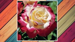 #цветы #красота #розы #Enigma