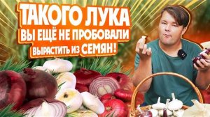 КРЫМСКАЯ КОЛЛЕКЦИЯ ЛУКОВ ИЗ СЕМЯН!