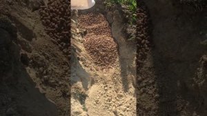 Чёрная малина#Кумберленд#Посадка