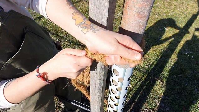 1 Comment bien attacher un arbre fruitier haute tige à son tuteur! смотреть онлайн