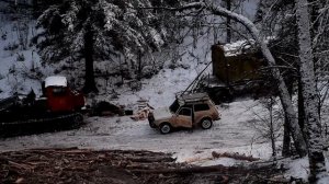 Оклад медведя и охота на лося - волки рядом