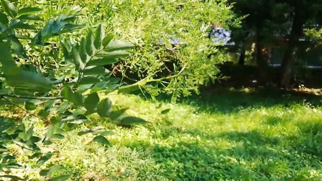 Софора - 30.06.2020 г. смотреть онлайн