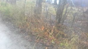 Отпугиватель собак Собакам.нет Вспышка+ Подробнейший обзор.Опыты на животных