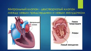 УЗД приобретенных пороков МК Ерошенко О Л